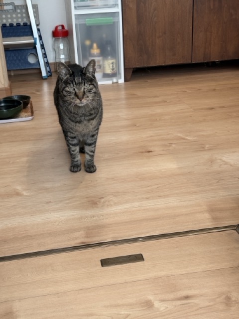 施主邸の猫ちゃん